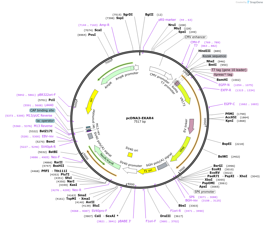 174437-plasmid-map-sequence-id-492002