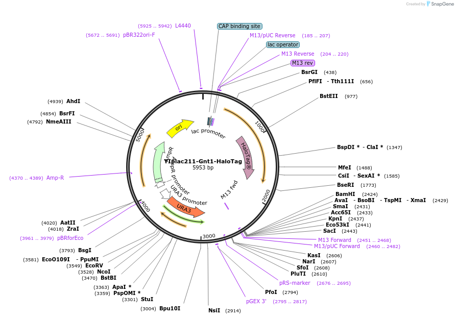 247736-plasmid-map-sequence-id-492046