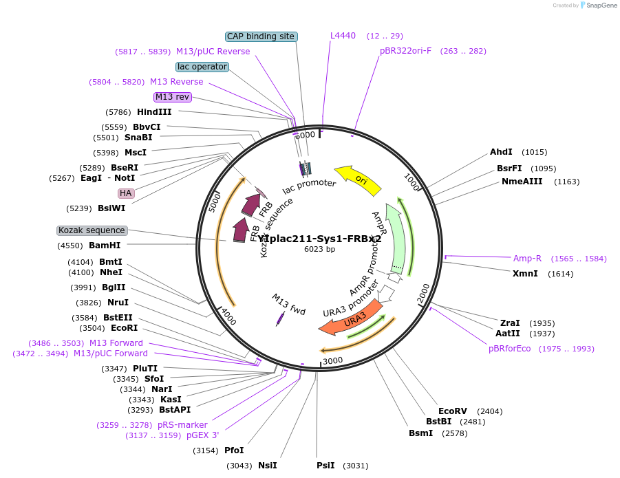 247750-plasmid-map-sequence-id-492065