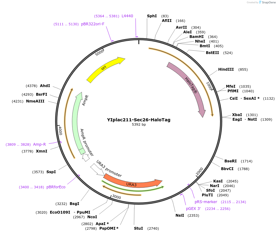 247747-plasmid-map-sequence-id-492068