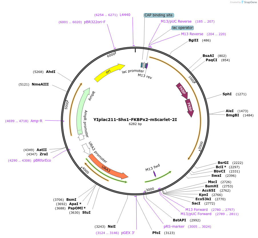 247748-plasmid-map-sequence-id-492072