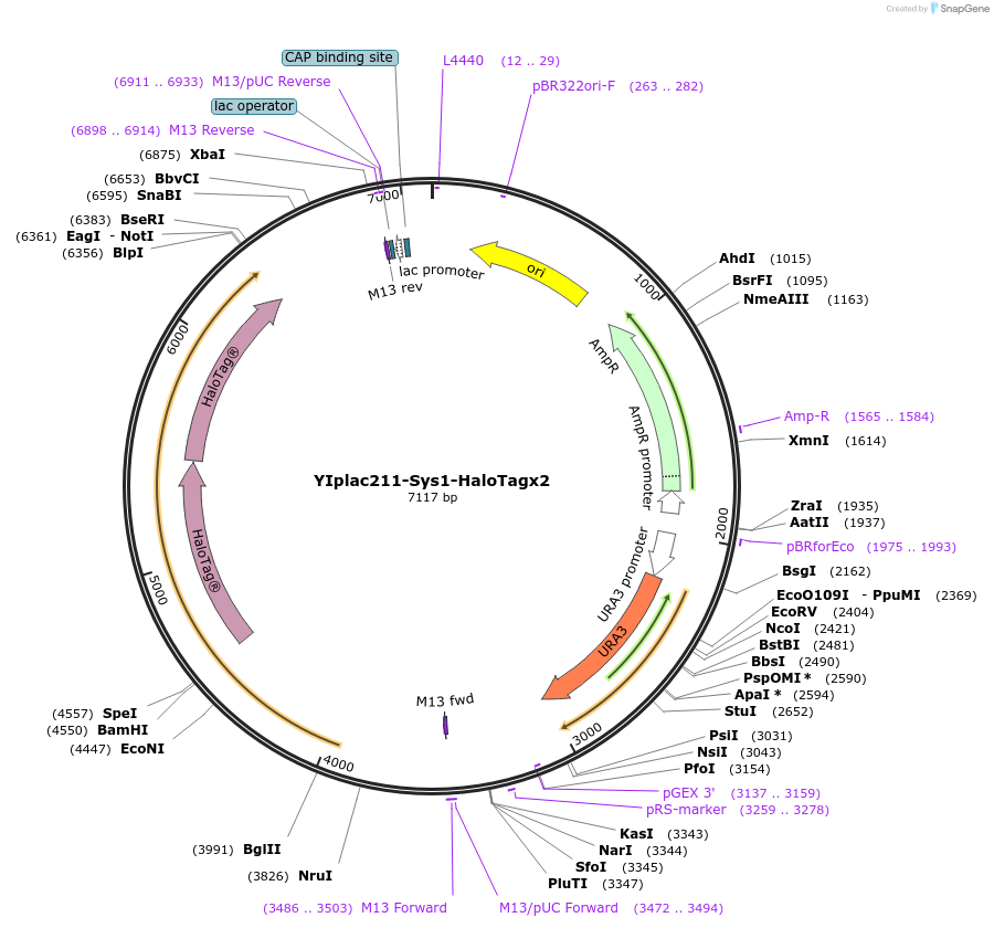 247751-plasmid-map-sequence-id-492076
