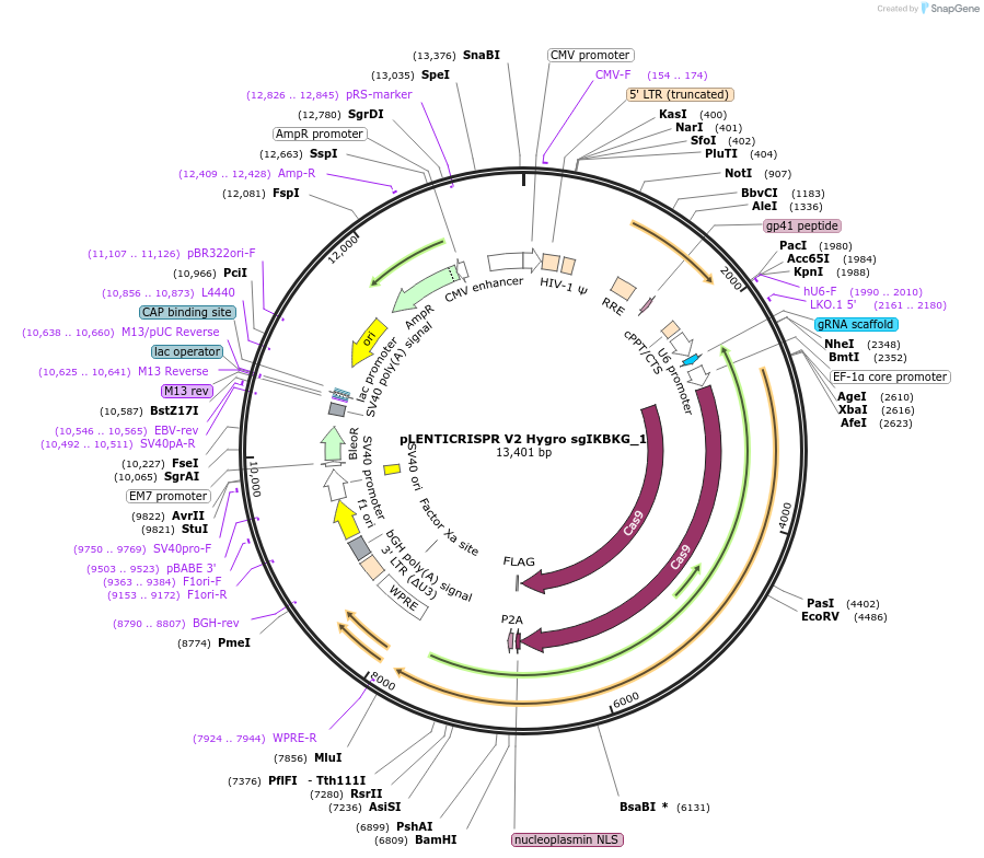 241449-plasmid-map-sequence-id-492089