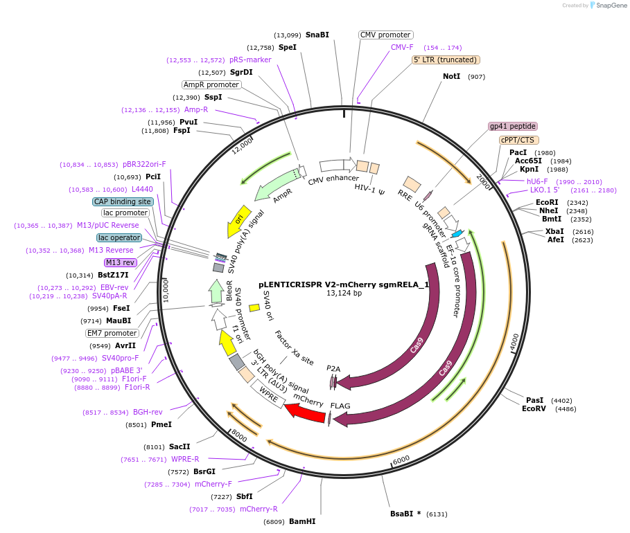 241447-plasmid-map-sequence-id-492093