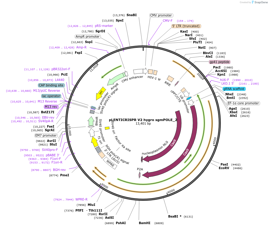 241443-plasmid-map-sequence-id-492096