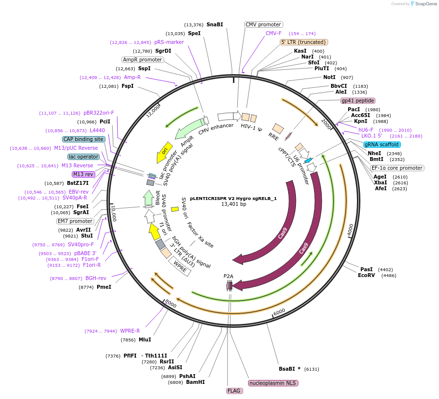 241452-plasmid-map-sequence-id-492104