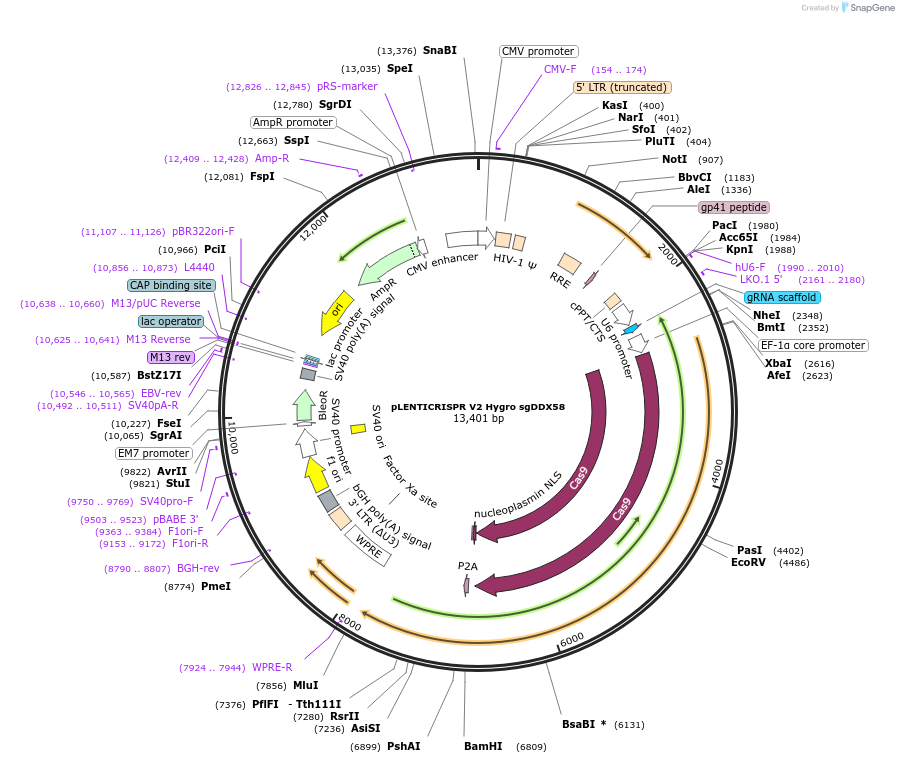 241451-plasmid-map-sequence-id-492105