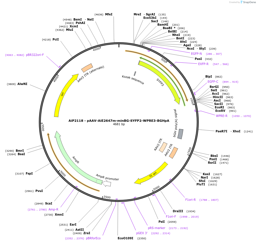 243071-plasmid-map-sequence-id-492113
