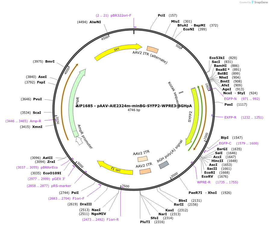 243068-plasmid-map-sequence-id-492114