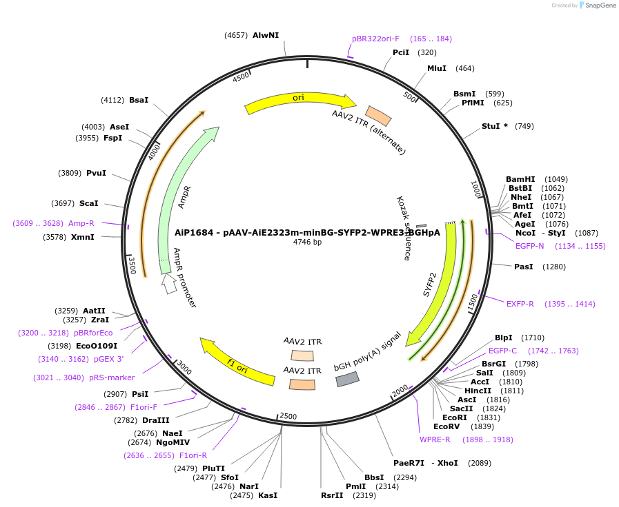 243067-plasmid-map-sequence-id-492115