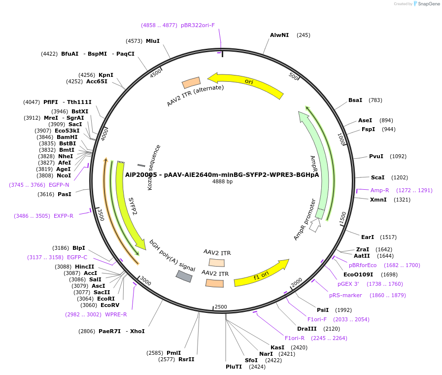 243080-plasmid-map-sequence-id-492116