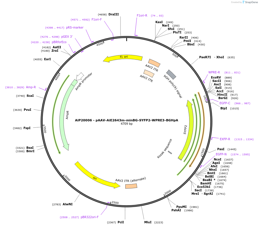 243081-plasmid-map-sequence-id-492117