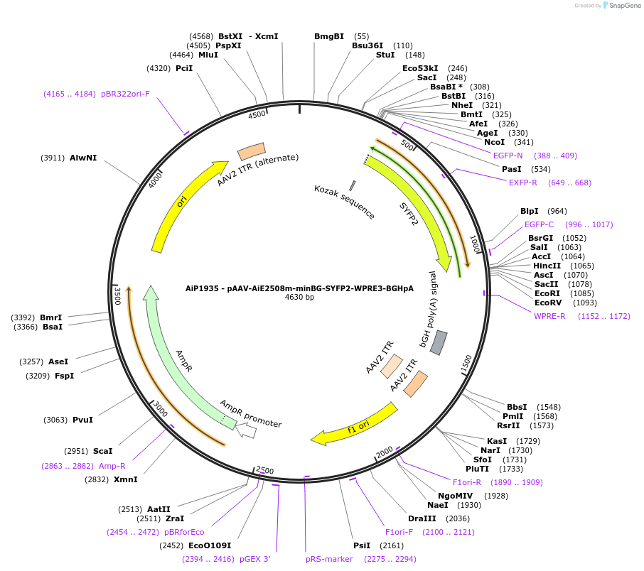 240829-plasmid-map-sequence-id-492138