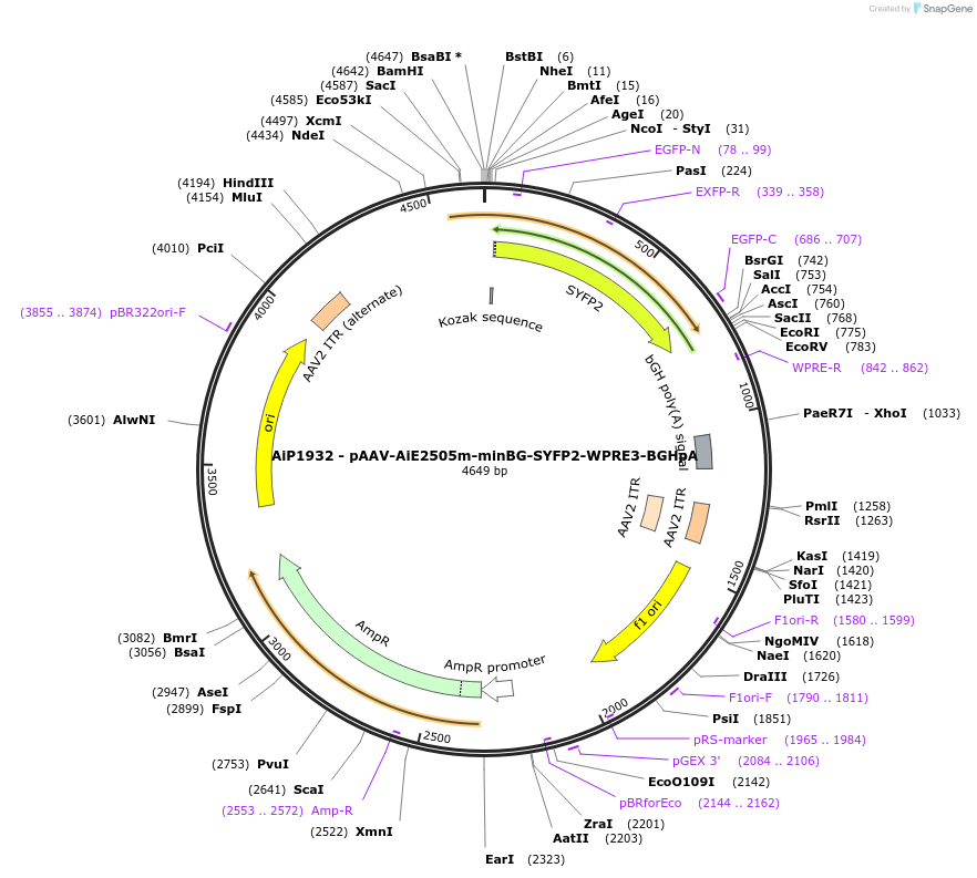 240828-plasmid-map-sequence-id-492139