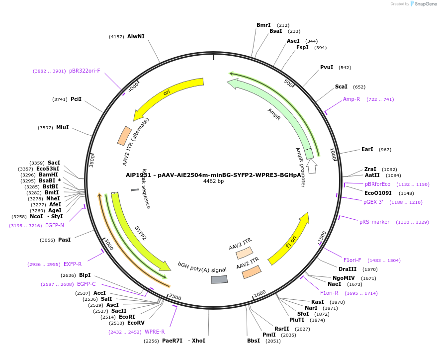240827-plasmid-map-sequence-id-492140