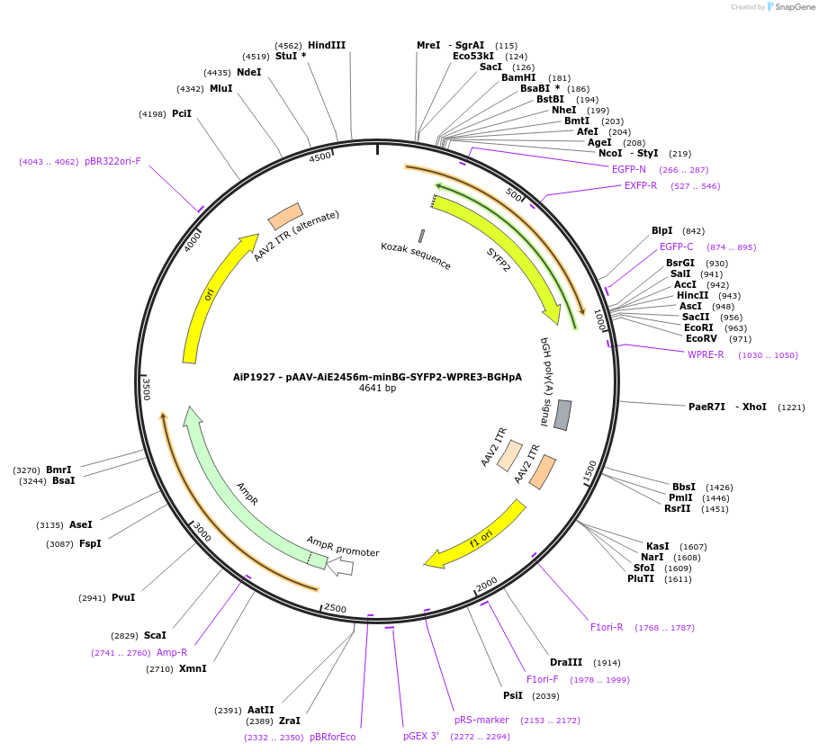 240826-plasmid-map-sequence-id-492141
