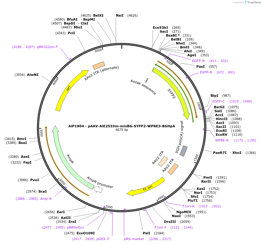 240825-plasmid-map-sequence-id-492142