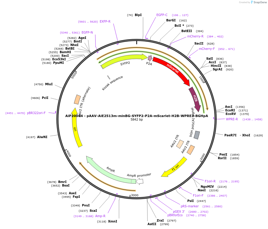 240839-plasmid-map-sequence-id-492143