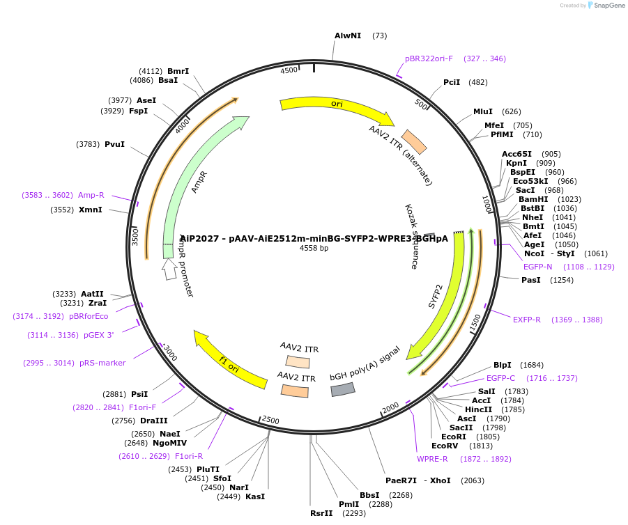 240837-plasmid-map-sequence-id-492144