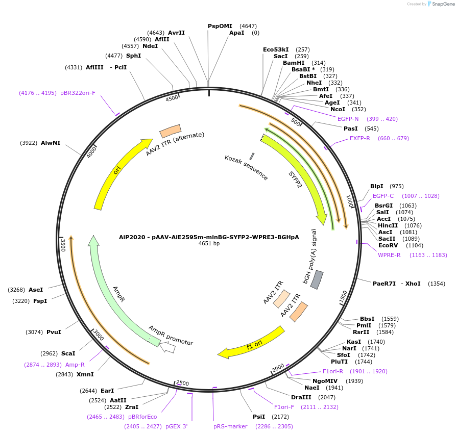 240836-plasmid-map-sequence-id-492145