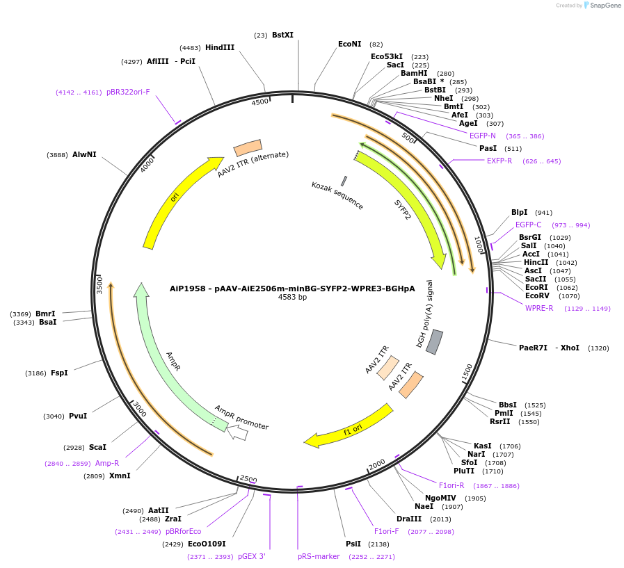 240833-plasmid-map-sequence-id-492146