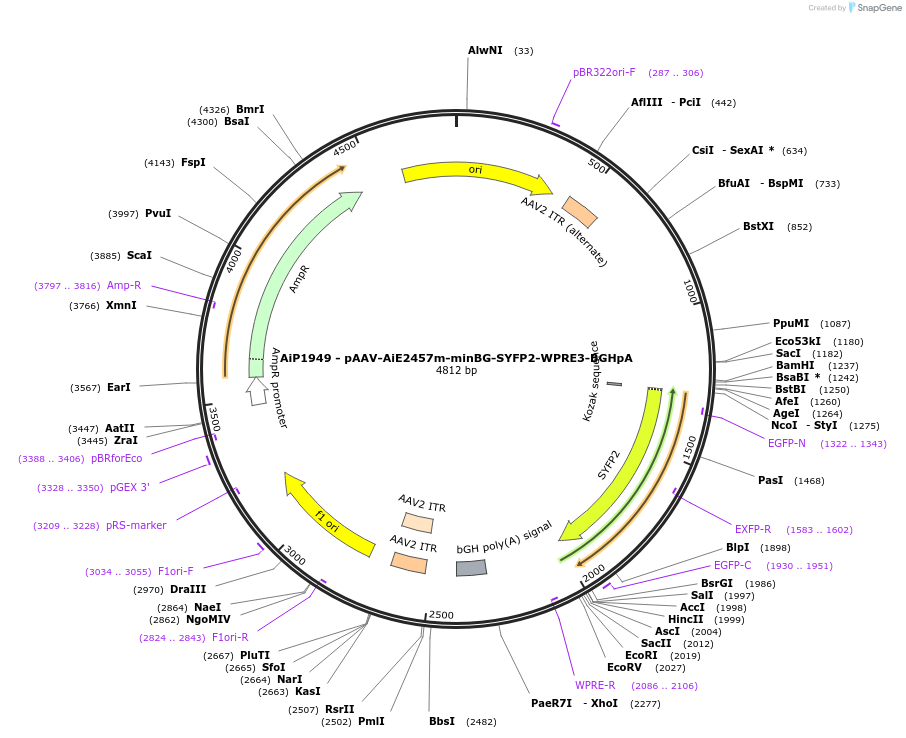 240832-plasmid-map-sequence-id-492147