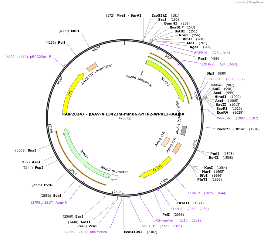 240847-plasmid-map-sequence-id-492148