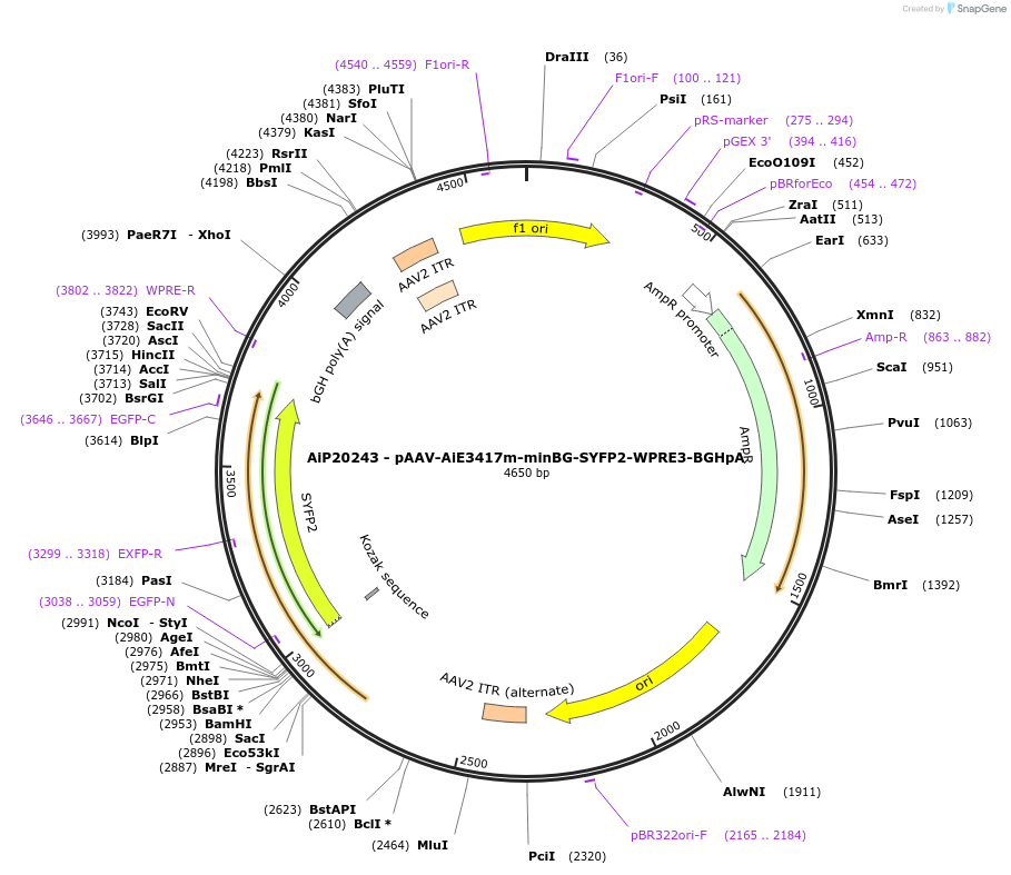 240846-plasmid-map-sequence-id-492149