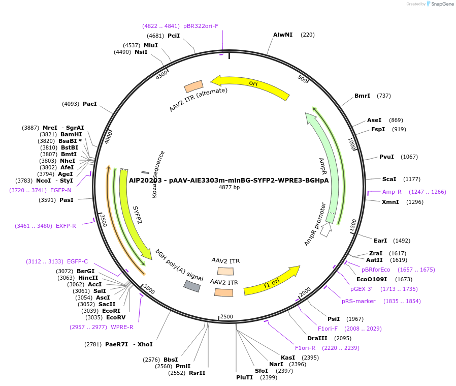 240845-plasmid-map-sequence-id-492150