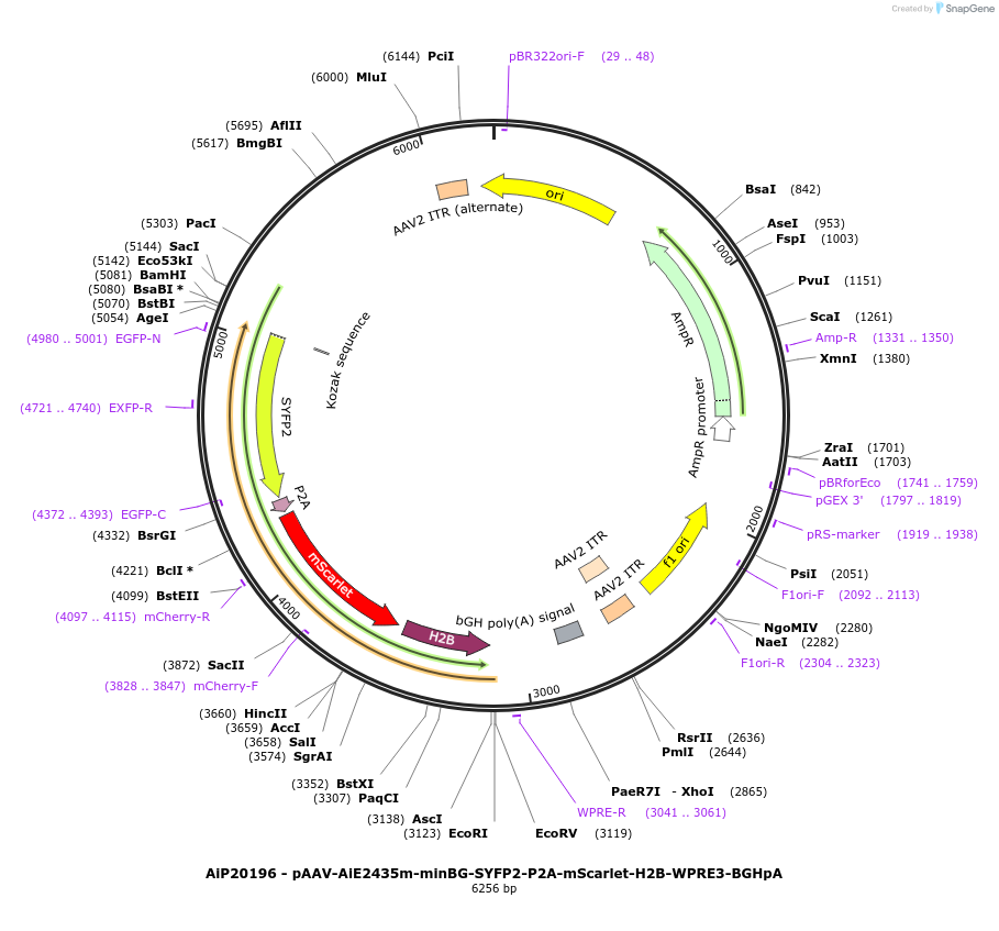 240844-plasmid-map-sequence-id-492151