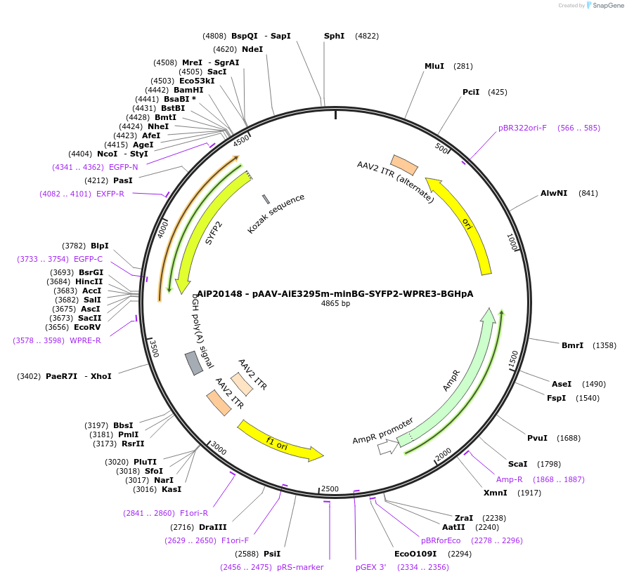 240842-plasmid-map-sequence-id-492152