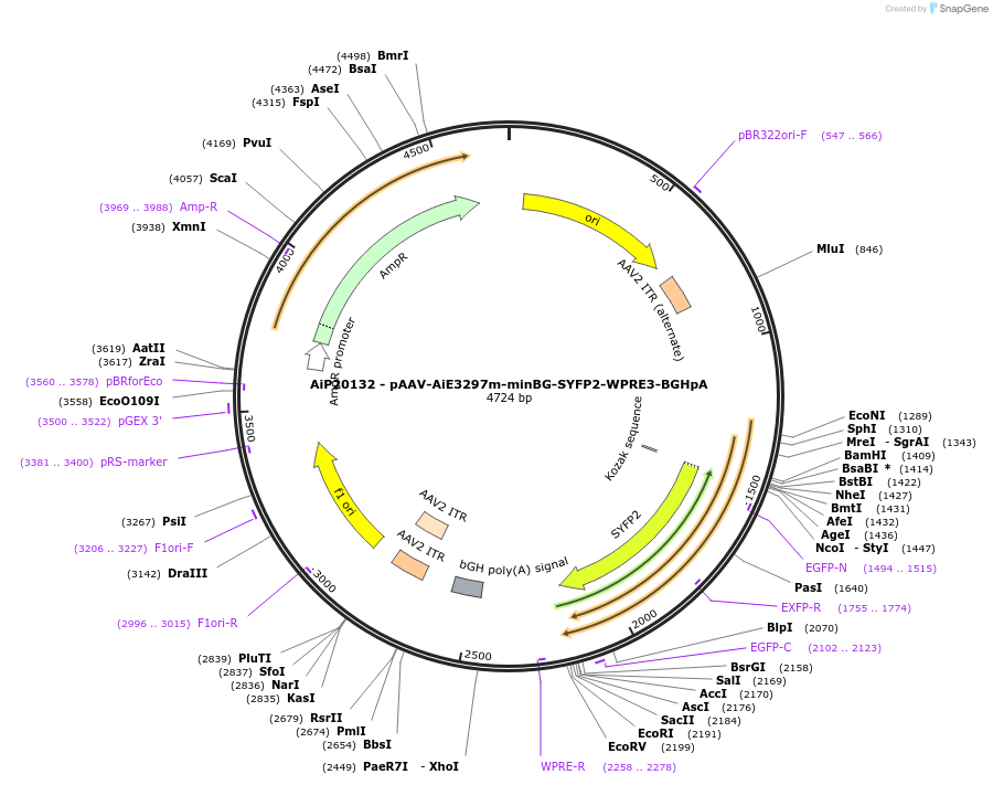 240841-plasmid-map-sequence-id-492153