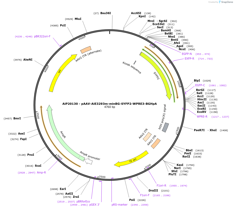 240840-plasmid-map-sequence-id-492154