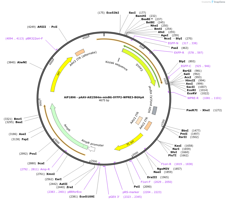 240823-plasmid-map-sequence-id-492155