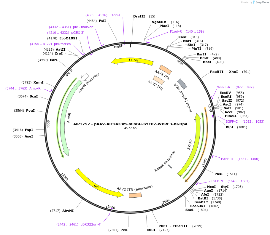 240822-plasmid-map-sequence-id-492156