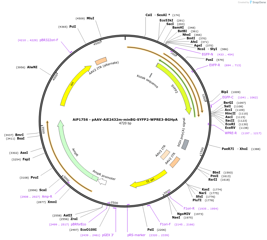 240821-plasmid-map-sequence-id-492157