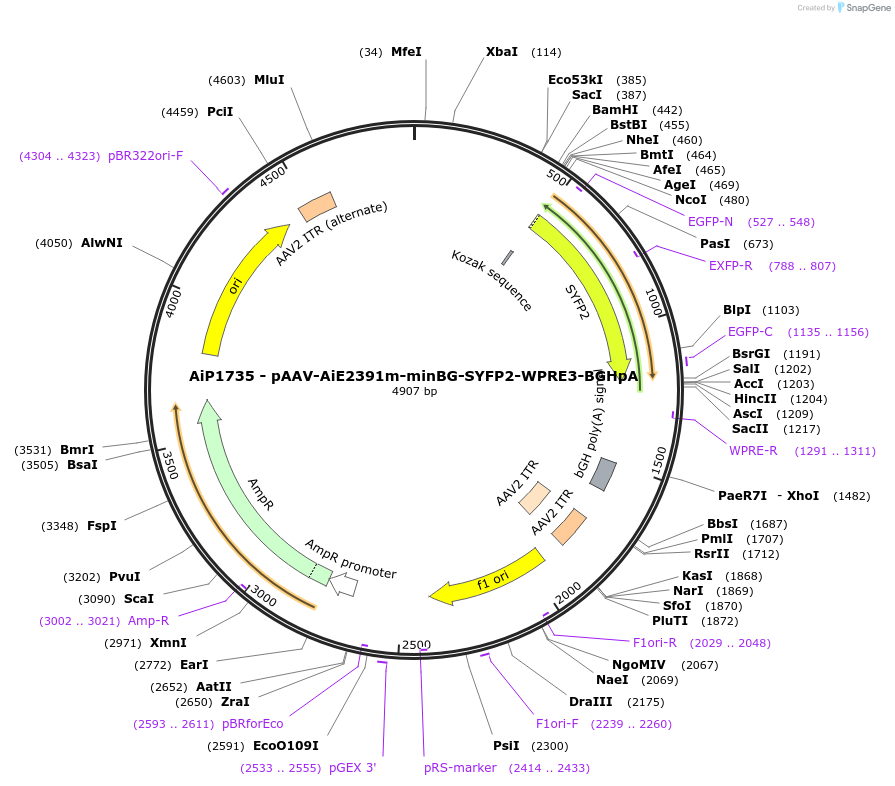240820-plasmid-map-sequence-id-492158