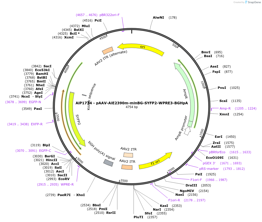 240819-plasmid-map-sequence-id-492159