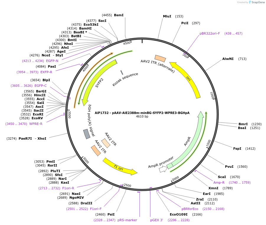 240818-plasmid-map-sequence-id-492160