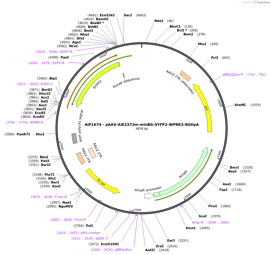 240817-plasmid-map-sequence-id-492161