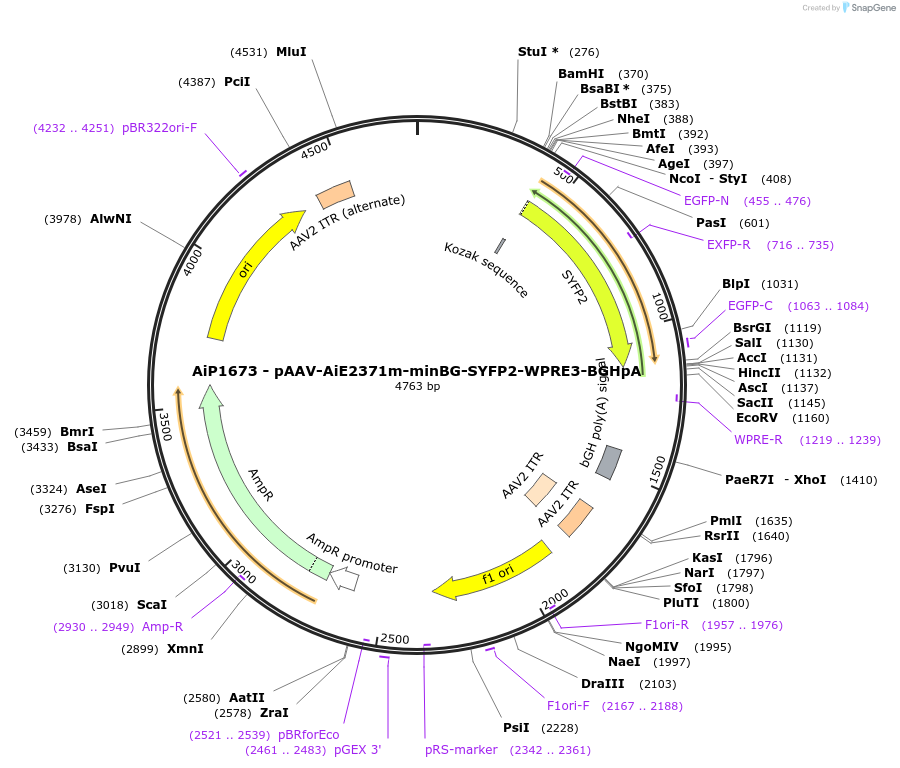 240816-plasmid-map-sequence-id-492162