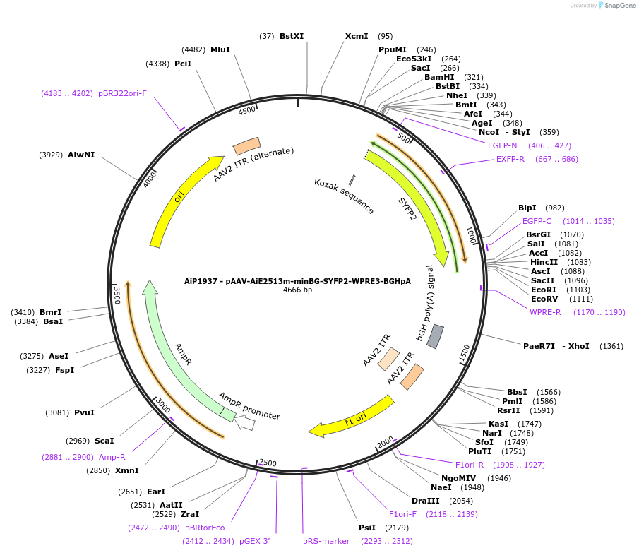 240831-plasmid-map-sequence-id-492163