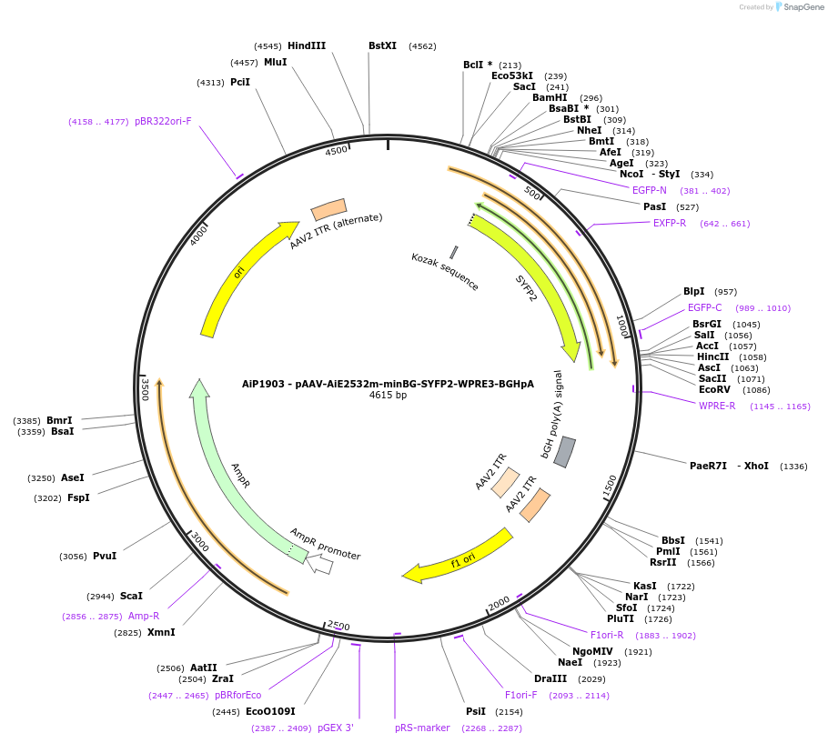240824-plasmid-map-sequence-id-492164
