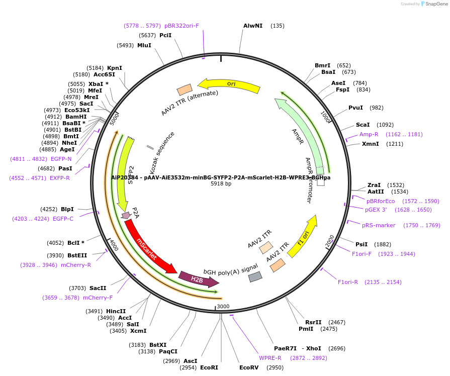240853-plasmid-map-sequence-id-492165