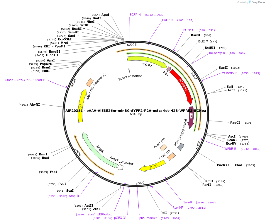 240852-plasmid-map-sequence-id-492166