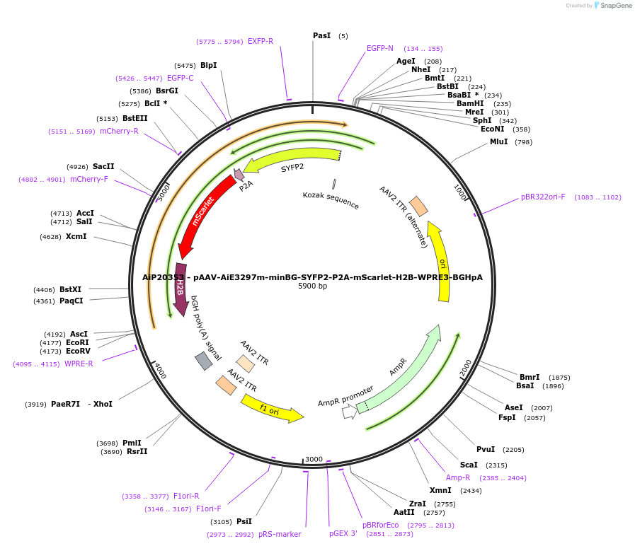 240851-plasmid-map-sequence-id-492167