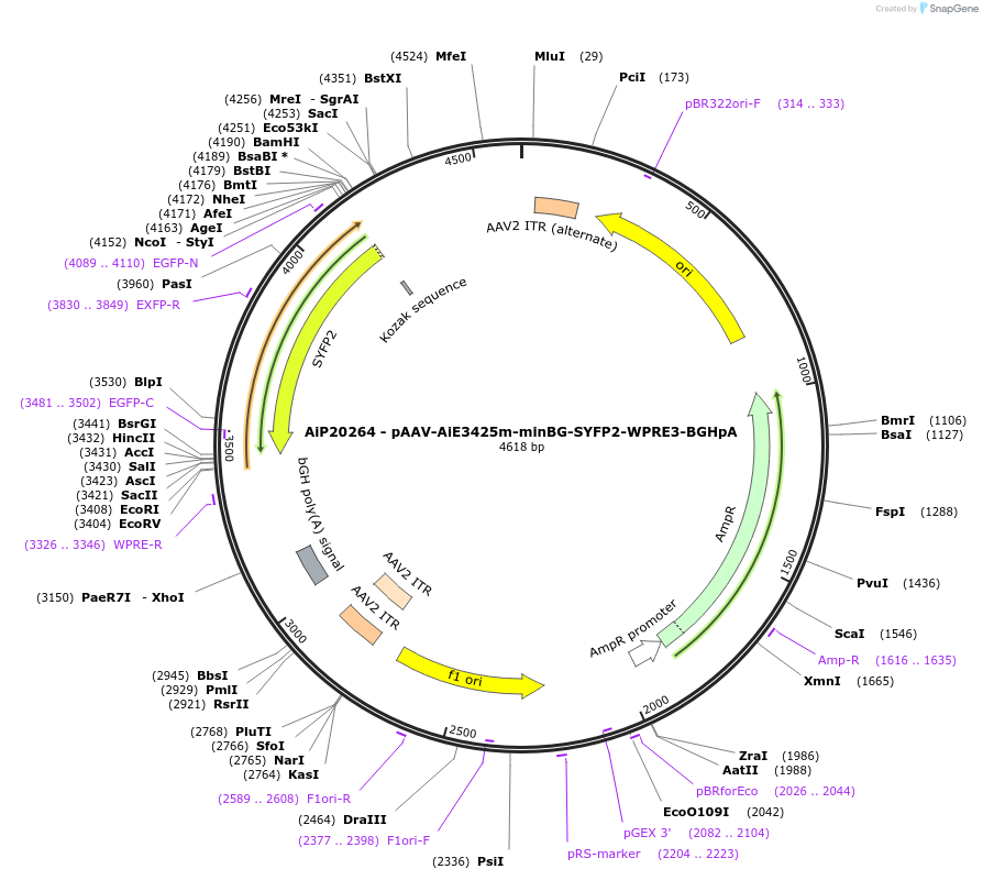 240850-plasmid-map-sequence-id-492168