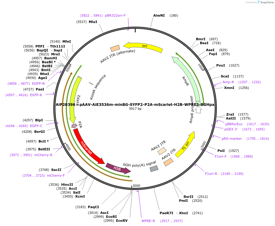 240854-plasmid-map-sequence-id-492169