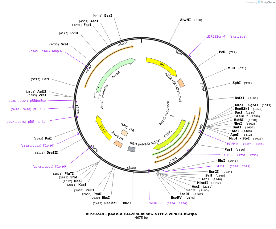 240848-plasmid-map-sequence-id-492170