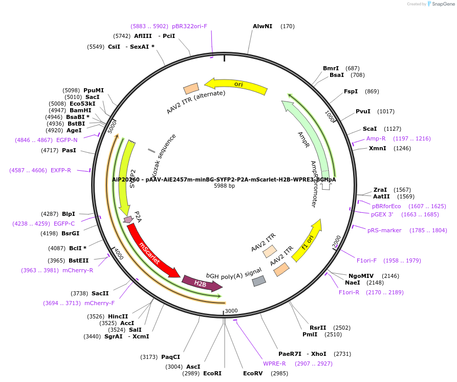 240849-plasmid-map-sequence-id-492171
